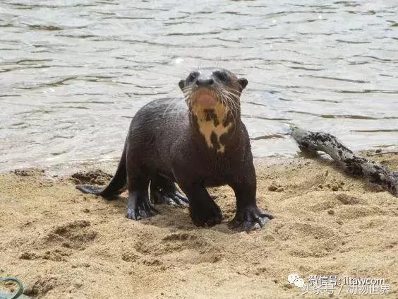 像海参又像虫子的东西是什么,像海参的虫子是什么