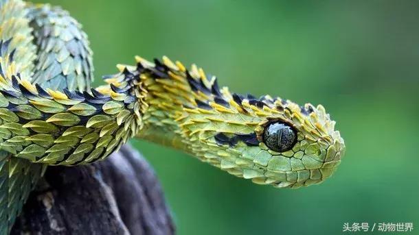 像海参又像虫子的东西是什么,像海参的虫子是什么