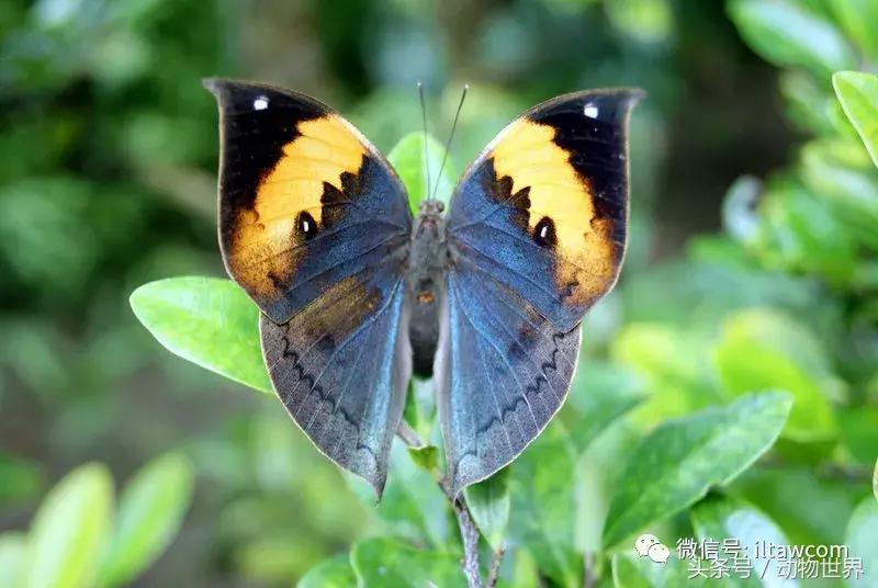 像海参又像虫子的东西是什么,像海参的虫子是什么