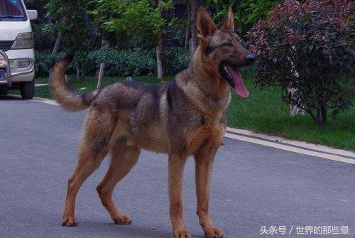 不适合当警犬军犬的八种狗,什么狗能当军犬和警犬