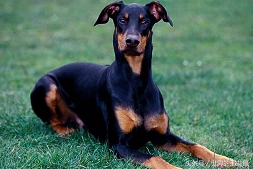 不适合当警犬军犬的八种狗,什么狗能当军犬和警犬