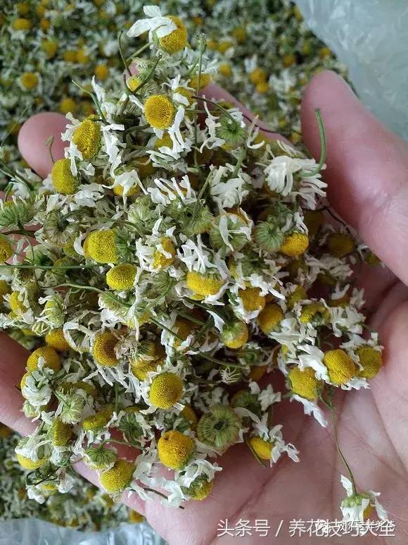 入睡困难也容易醒吃什么助眠药,入睡困难惊醒吃什么助睡眠的药好