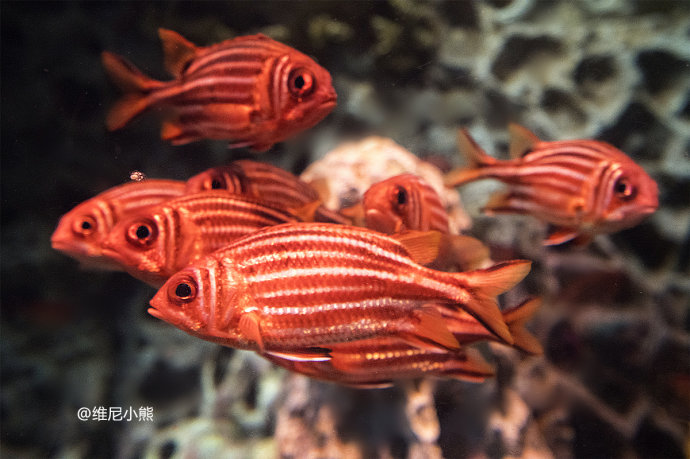 暑假珠海长隆最全游玩攻略,珠海长隆海洋王国暑假门票多少钱