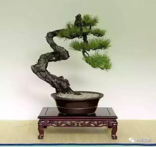 盆景人生哲理,从盆景欣赏体会人生哲理