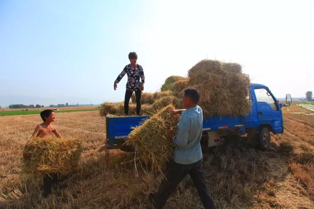 一亩地正常收入,一亩地收入利润多少钱