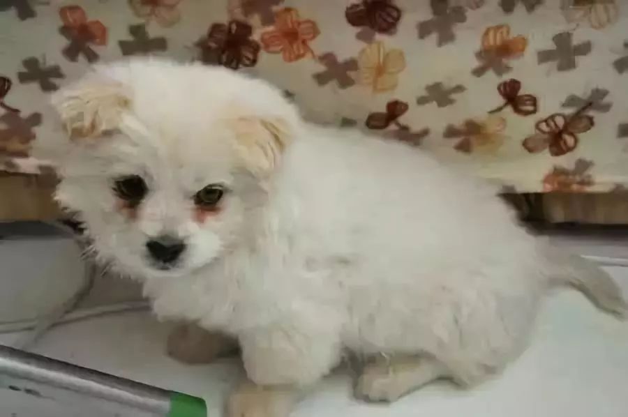 一招解决狗狗泪痕,如何解决狗狗泪痕