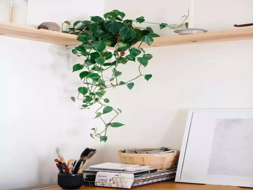 绿萝去除甲醛测评,绿萝除甲醛有效范围