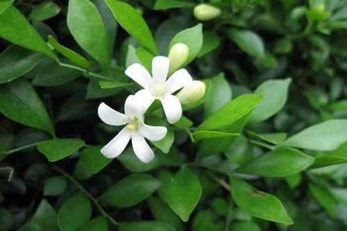 九里香怎么养护才能开花,九里香养护的正确方法