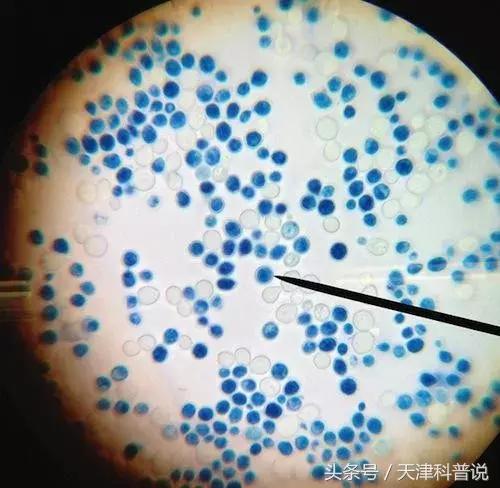 葡萄酒82年拉菲多少价位一瓶,82年拉菲是什么葡萄酒