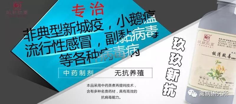 小鹅瘟发病视频,小鹅苗近期生病是什么原因