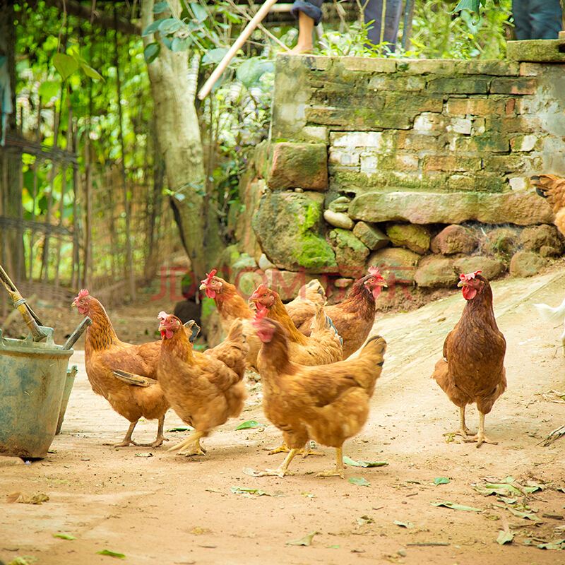 晚上偷鸡贼视频,最近偷鸡贼视频