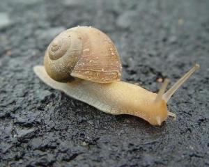 路边捡的蜗牛是什么蜗牛,下雨时候捡到了一只蜗牛