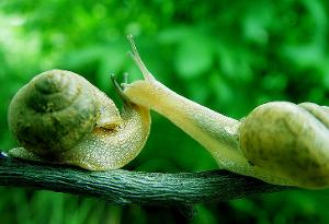 路边捡的蜗牛是什么蜗牛,下雨时候捡到了一只蜗牛