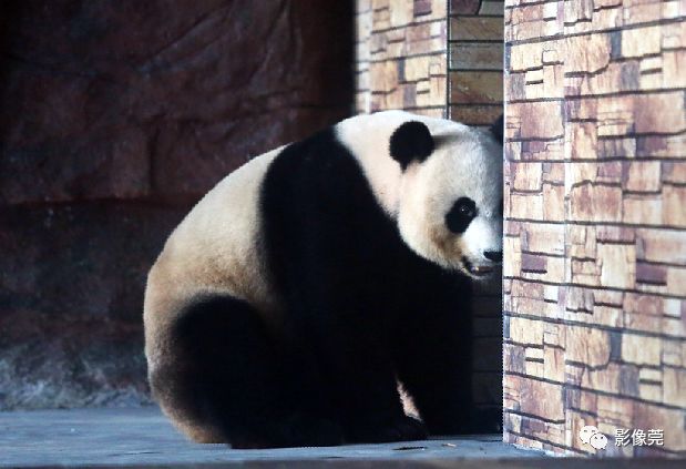 实力圈粉！熊猫兄弟今天正式亮相东莞，一大波萌图滚滚来袭