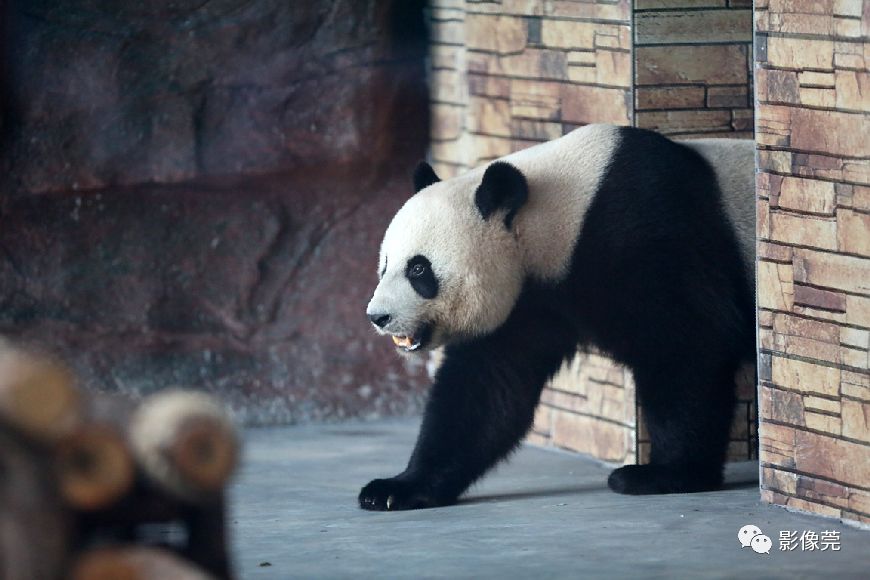 实力圈粉!熊猫兄弟今天正式亮相东莞,一大波萌图滚滚来袭