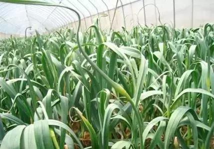 化肥氯离子超标有什么危害,肥料中氯离子对作物的影响