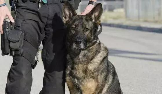 香港代购最新通知,香港最新代购政策