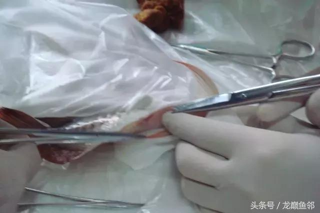 龙鱼撞缸失鳔抢救多久能恢复,龙鱼失鳔最急用的方法