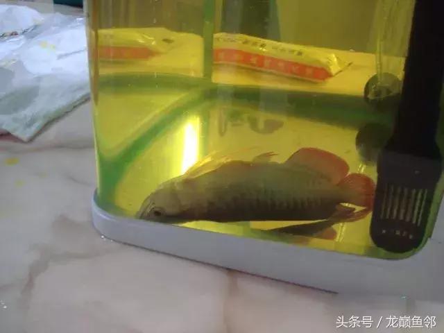 龙鱼撞缸失鳔抢救多久能恢复,龙鱼失鳔最急用的方法