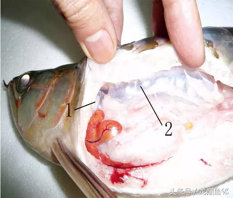 龙鱼失漂用什么药,龙鱼撞缸失鳔能自愈吗