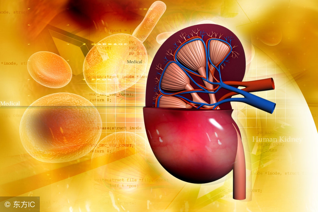 肾衰尿酸高可以多喝水吗,肾衰吃什么食物降尿酸