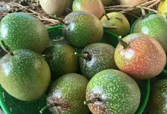 百香果哪个品种最好结果多,百香果什么品种又大又甜