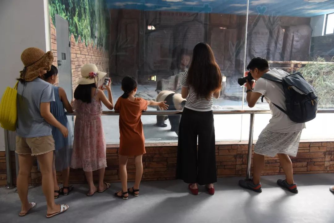 实力圈粉!熊猫兄弟今天正式亮相东莞,一大波萌图滚滚来袭