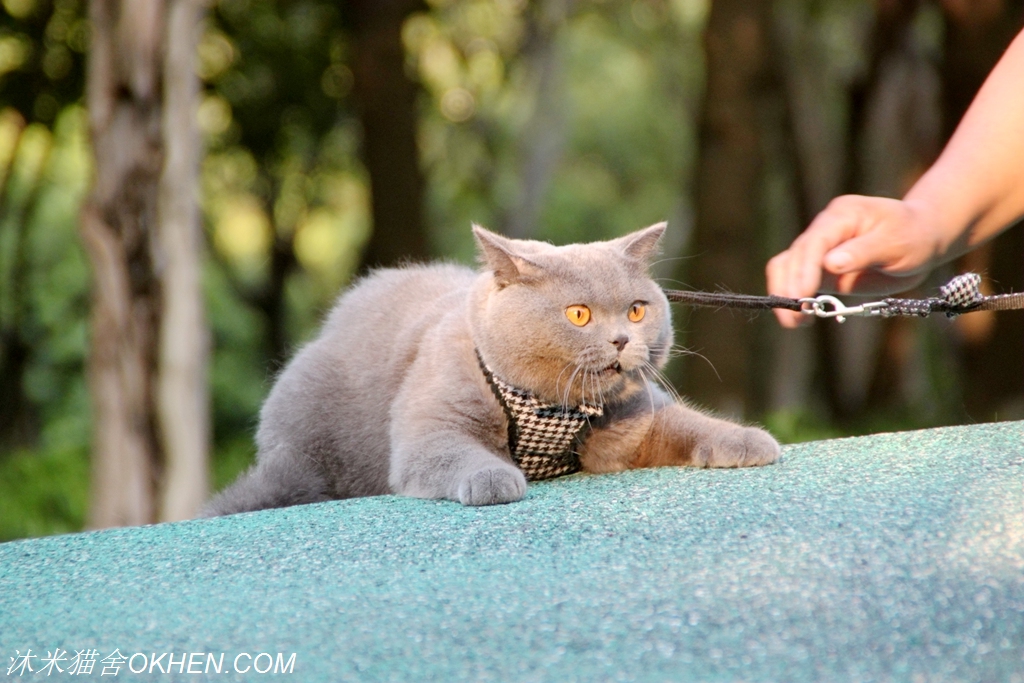 英短母三花猫的优点和缺点,怎么鉴别英短蓝白猫的血统纯不纯