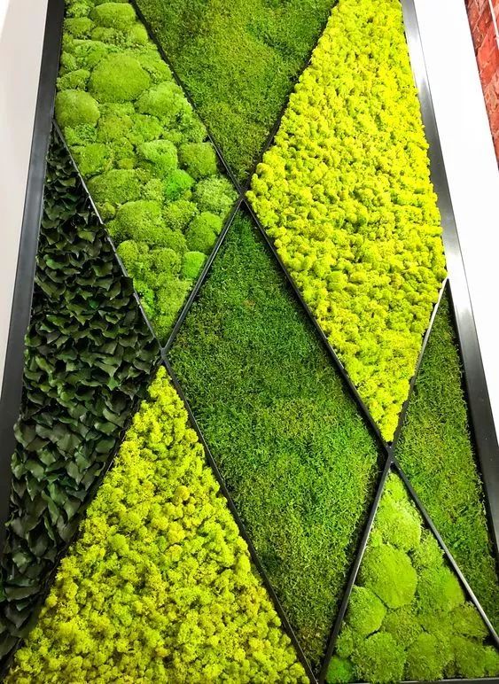 适合大白墙的绿植,把绿植挂在墙上