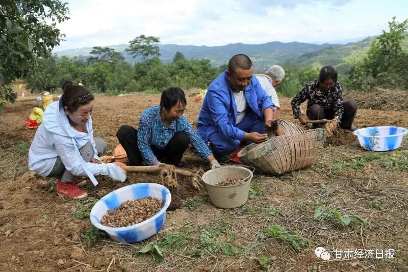 西和县半夏产业上的夫妻搭档