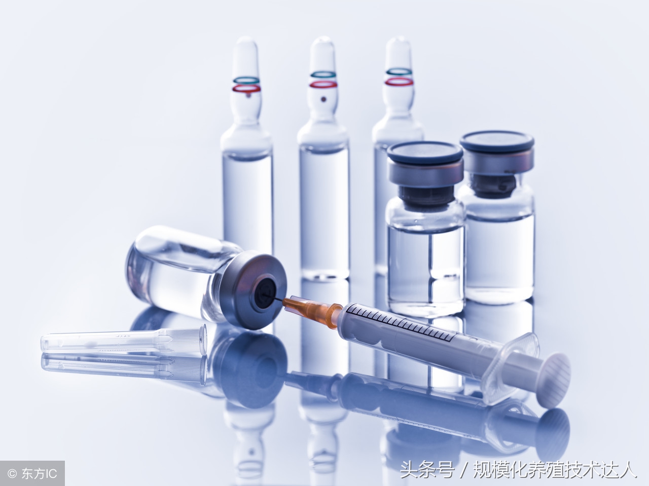 养羊如何选母羊,新手养羊母羊下崽怎么办