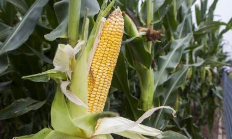 玉米秋乐988品种怎么样,玉米郑单958品种大全