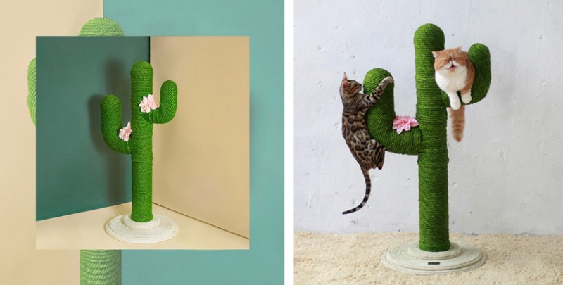 新手铲屎官如何讨好猫咪,铲屎官怎么讨猫咪喜欢