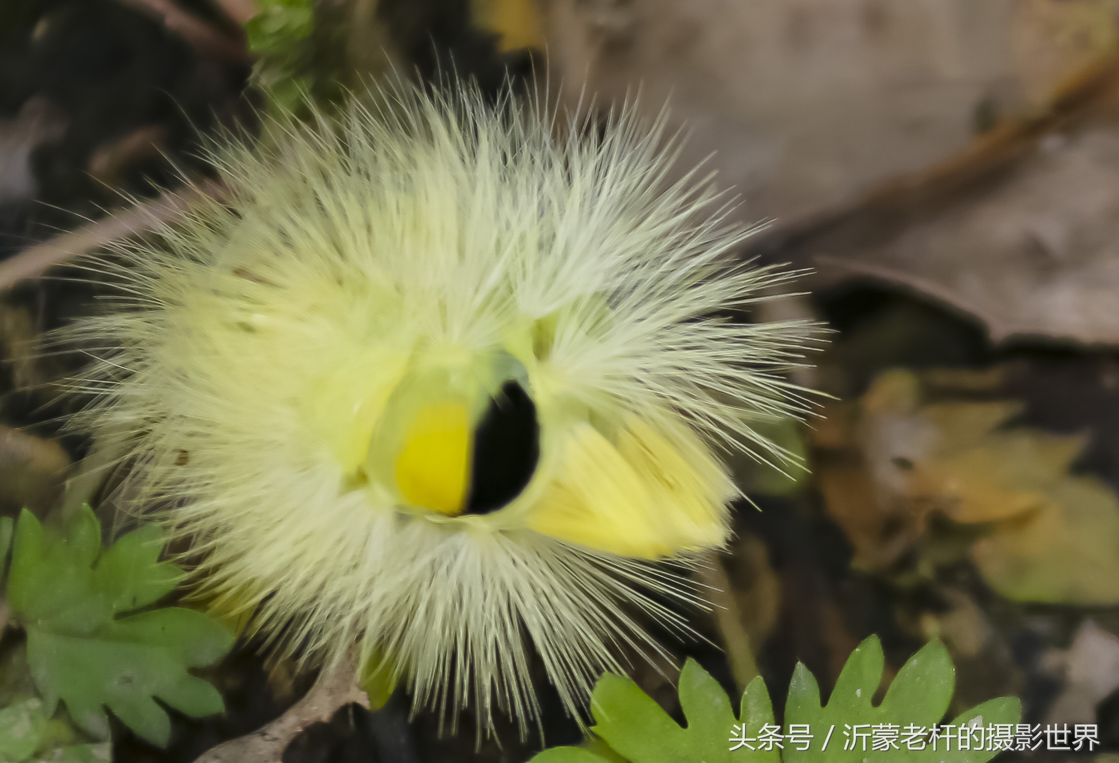 还记得家乡的红枣树吗,还记得家乡的那棵红枣树吗