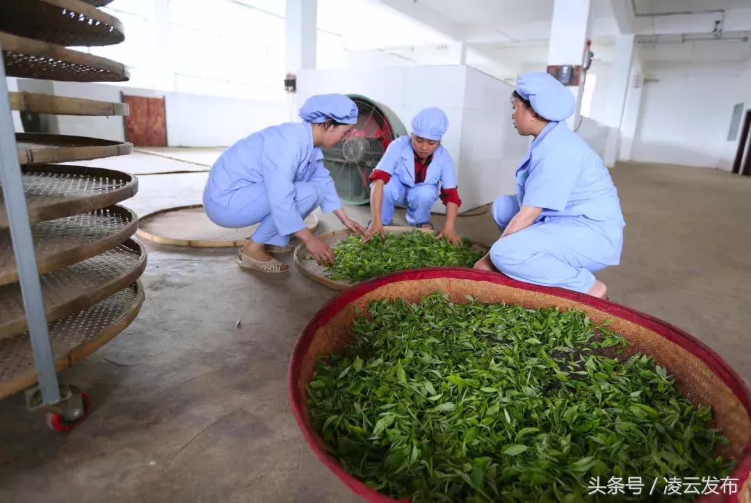 茶乡“领头阳”的人善茶方纯