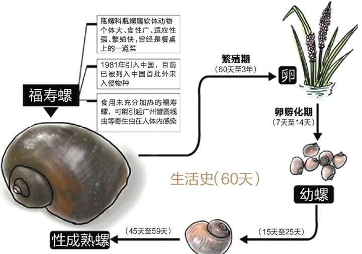 严重可能致痴呆，甚至死亡！海宁又出现这种螺，繁殖快，快提醒大家！