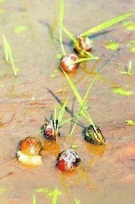 严重可能致痴呆，甚至死亡！海宁又出现这种螺，繁殖快，快提醒大家！