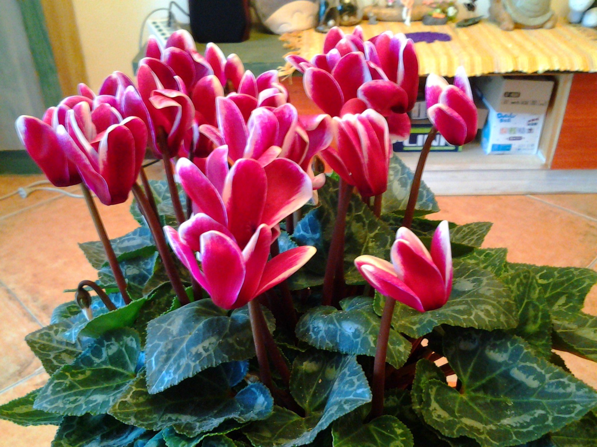 仙客来花茎发蔫弯下来叶子发黄,仙客来叶子发黄原因及解决方法