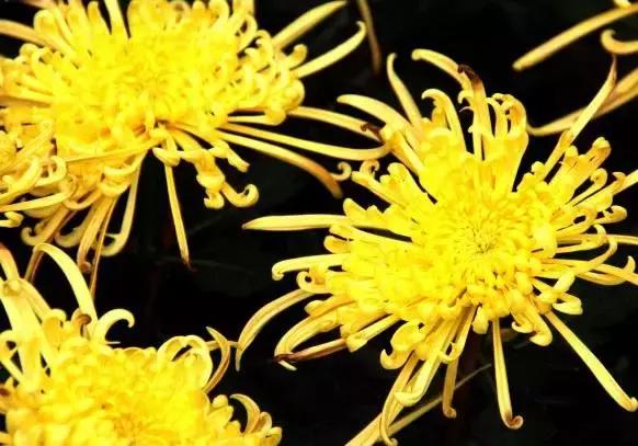 全国31省会城市的市花,全国56个市市花