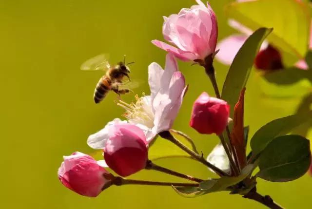 全国31省会城市的市花,全国56个市市花