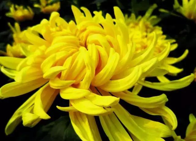 全国31省会城市的市花,全国56个市市花