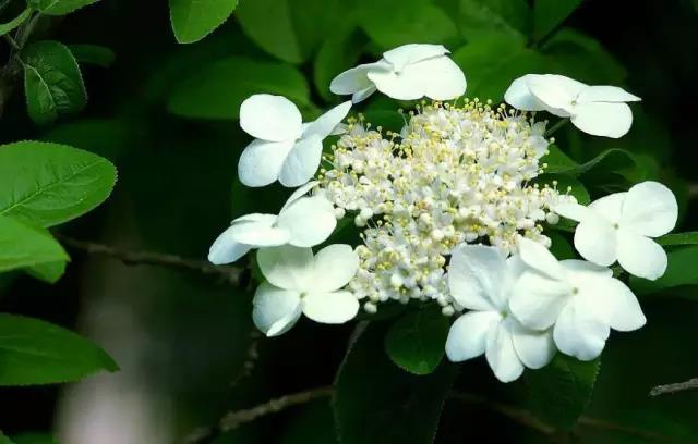 全国31省会城市的市花,全国56个市市花