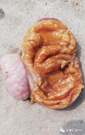 高产鸡瘫了怎么回事,鸡哪些病会导致瘫腿