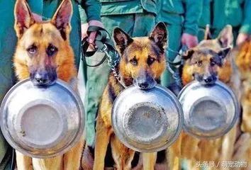 “嘴笼”恒久远,一套永流传!出门前给你家狗子戴上才是真的爱啊!