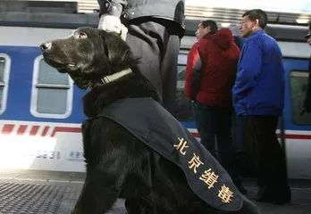 “嘴笼”恒久远,一套永流传!出门前给你家狗子戴上才是真的爱啊!