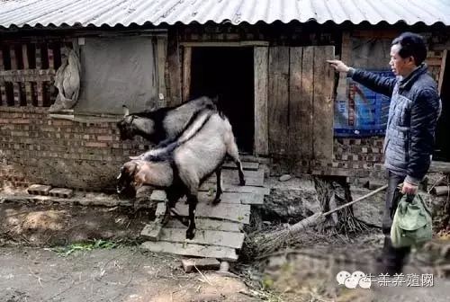 马羊好养吗,马羊哪个难养