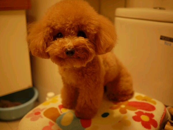 养一只狗需要准备什么东西,养一只狗前期需要多少钱