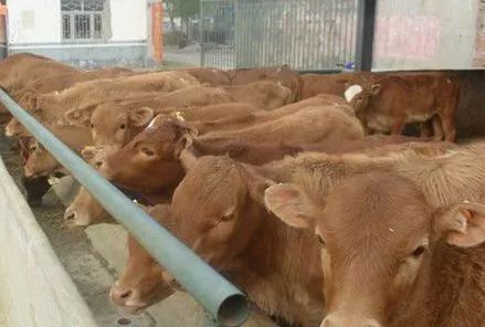 牛风湿病怎么办,牛风湿关节炎怎么治疗