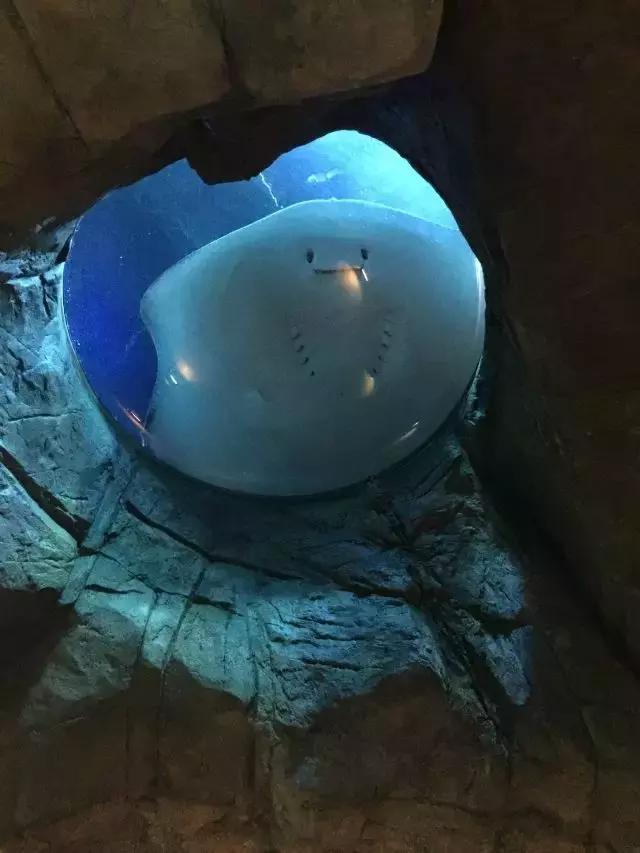 郑州坐高铁去香港票价,郑州坐高铁到香港需要什么流程