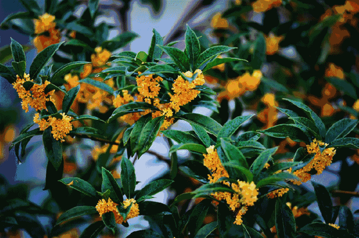 桂花飘香ll绿玉枝头万点黄，缕缕清香满庭芬